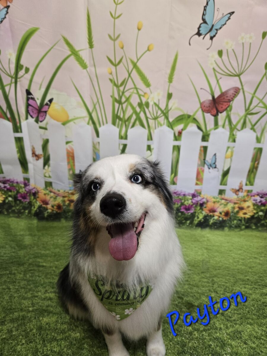 A happy dog after a gentle ear cleaning at Kloud9