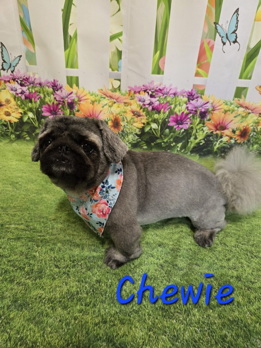 A fluffy doodle with a healthy, mat-free coat after grooming at Kloud9