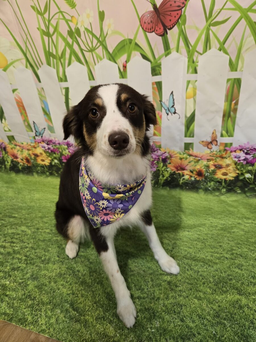 An Australian shepherd groomed by Danielle at Kloud9 Grooming