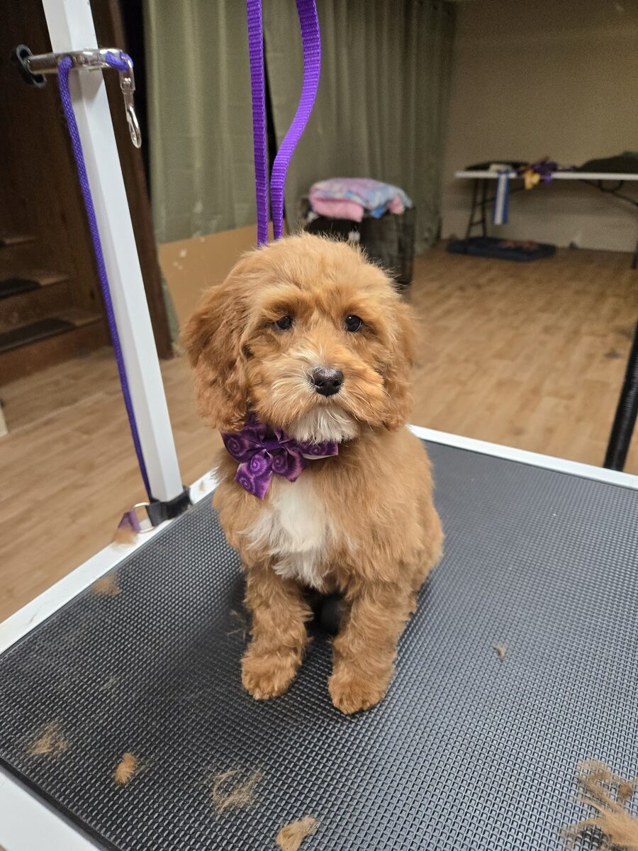 A freshly groomed cavapoo with a purple bow on the Kloud9 grooming table